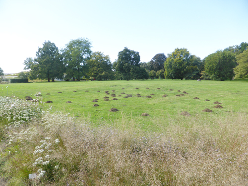 reigender maulwuerfe